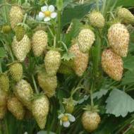 Саженец Земпляника садовая Желтое чудо в контейнере